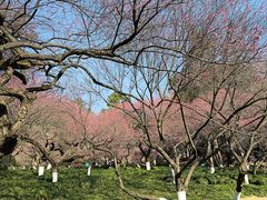 -杭州植物园