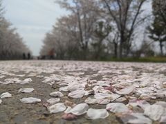 -天王浮山樱花园