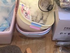 -Pets First伊珊娜洗护·精致美容·家庭式寄养(新会路店)