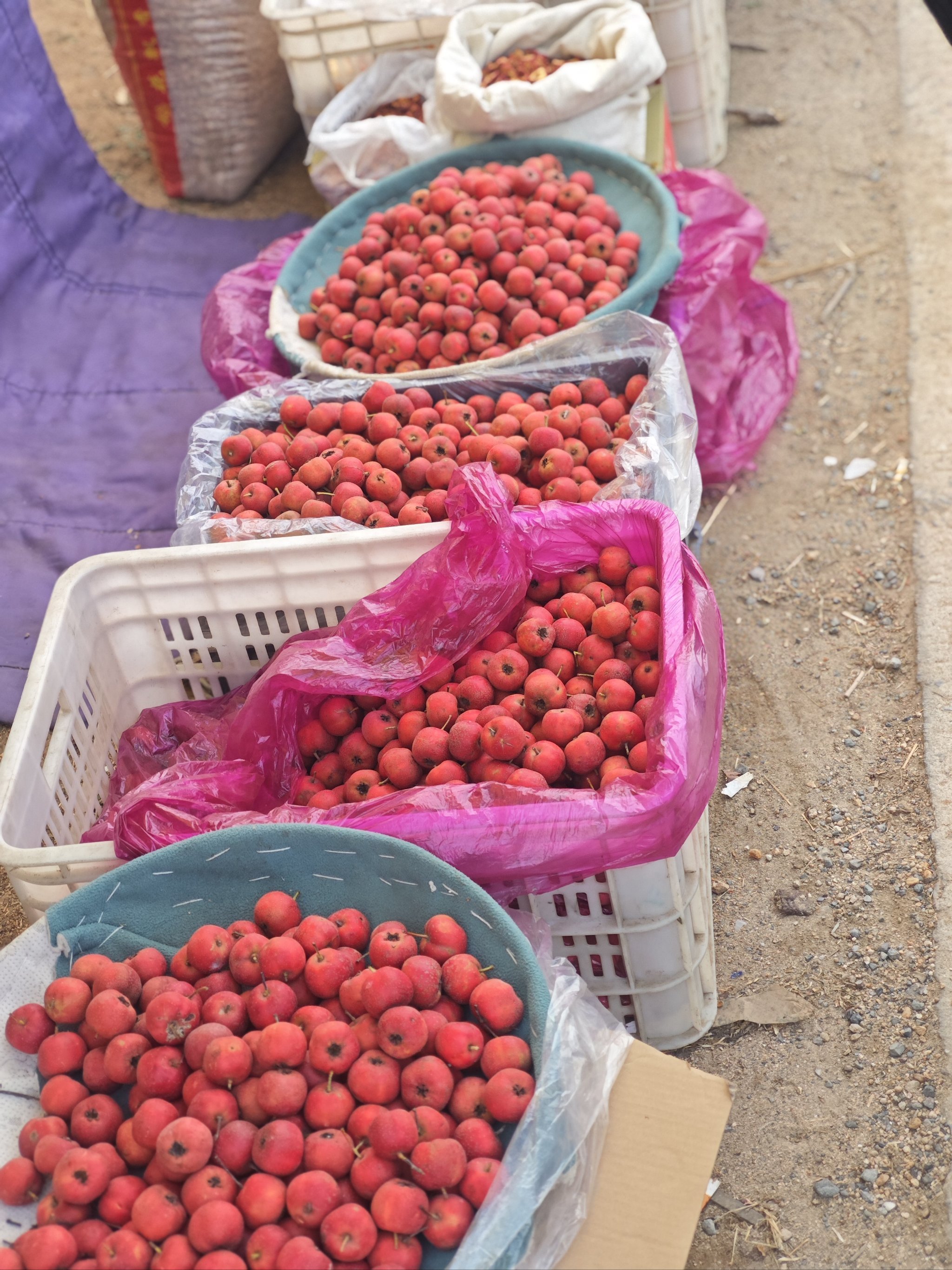 梨花盛开 邀你而来 正明山梨花节