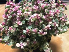 -双季花艺园艺市场(浦东店)