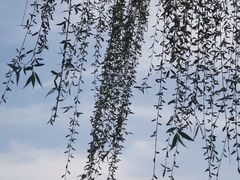 -尚湖风景区