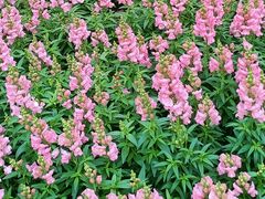 -东莞植物园