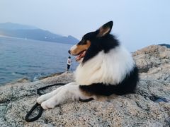 -西涌国际滨海旅游区