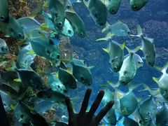 -海合安青岛极地海洋公园