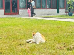 -护国法轮寺