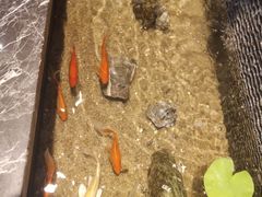 -前门后头老北京铜锅涮肉·京味菜·烤鸭(伊藤洋华堂店)