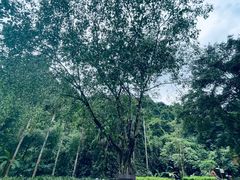 -莫里热带雨林景区