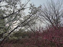 -北京西山国家森林公园