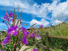 -白草畔自然风景区