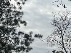 -秋霞圃
