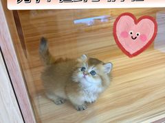 -猫十亿·布偶金渐层·曼基康矮脚猫舍(青年路店)