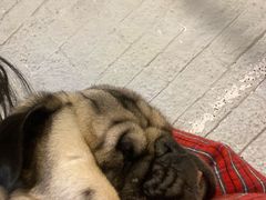 -萌喵宠狗爱心宠咖