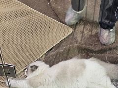 -大型宠物商超·宠海王国·宠物猫狗活体·用品·美容(新世界百货重庆店)