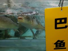 -寻味顺德·南记酒家·传统顺德菜·鱼生(广源路店)