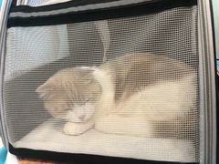 -纳吉亚猫专科动物医院博雅分院