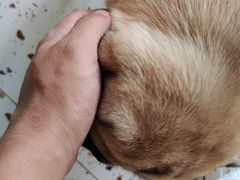 -喜柴咖啡·柴犬狗咖