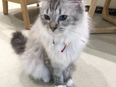 -藏猫猫咖啡主题馆(中央大道店)