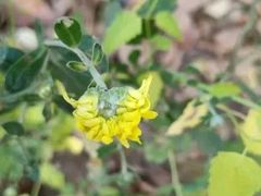 -ChaKo Flora ·茶子花艺 (市北店)