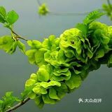 春日食榆钱 健脾安神