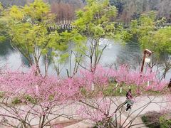 -重庆彩云湖湿地公园