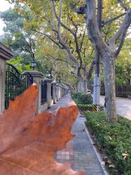-丁香花园申粤轩·宴会厅