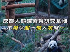 -成都大熊猫繁育研究基地