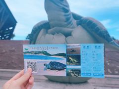 -广东惠东海龟国家级自然保护区