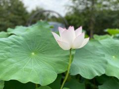 -南山植物园