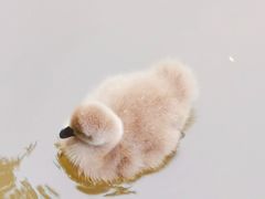 -南沙水鸟世界生态园