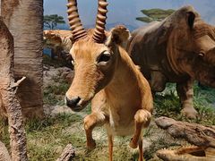 -国家自然博物馆