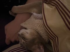 -欣宠猫屋·矮脚拿破仑·蓝金金渐层