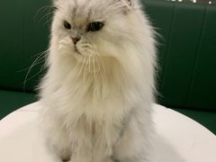 -安格丽娜·狗咖·猫咖羊驼咖(春熙路百盛商场店)