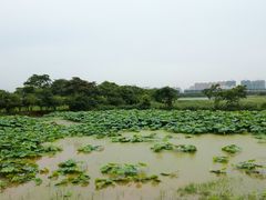 -盘龙城国家考古遗址公园
