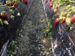 -喜杨洋草莓采摘园