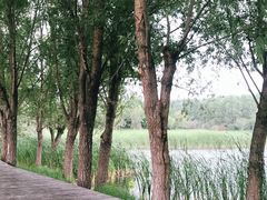 -东郊湿地公园