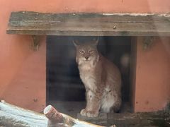 -青藏高原野生动物园