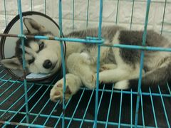 -香河县乐康动物诊所