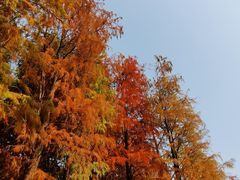 -海珠湖公园