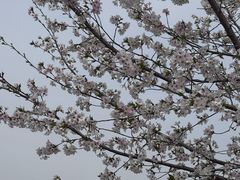 -池杉湖湿地公园