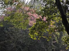 -火炉山森林公园