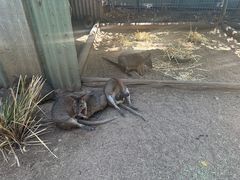 -费瑟代尔野生动物园