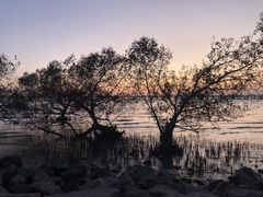 -宝安西湾红树林湿地公园