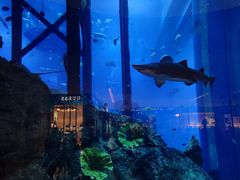 -迪拜水族馆及水下动物园