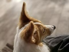 -翊宠yipet猫狗购宠庄园犬舍•猫舍