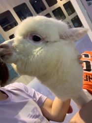 -Moni星球萌宠·小马宝莉·灵蛇·高端高阶全萌宠互动体验俱乐部(红豆国际广场店)