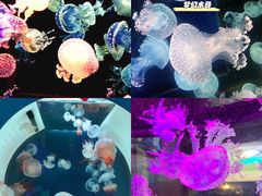 -烟台海昌鲸鲨海洋公园