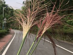 -火炉山森林公园