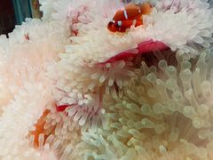 -太平洋海底世界