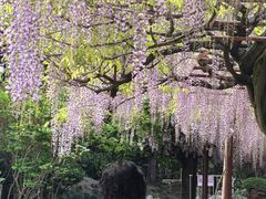-嘉定紫藤园
